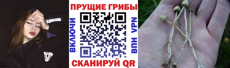 ОМГ ОМГ зеркало  сколько стоит  Кумертау  Галлюциногенные грибы Magic Shrooms 